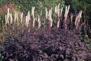 Cimicifuga simplex ex 'Brunette'