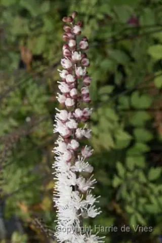 Cimicifuga simplex 'Elstead'