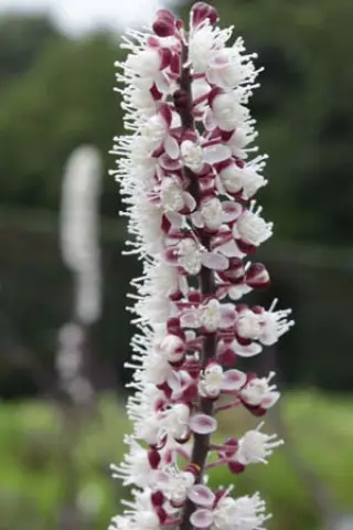 Cimicifuga simplex 'Giant Strain'