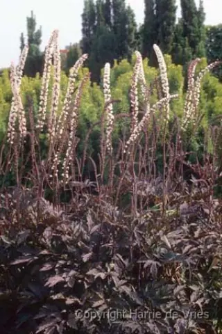Cimicifuga simplex 'James Compton'