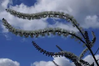 Cimicifuga simplex 'Luftschlange'