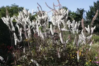 Cimicifuga simplex 'Luftschlange'