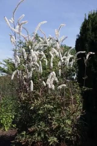 Cimicifuga simplex 'Mountain Wave'