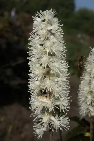 Cimicifuga simplex 'Prichard Giant'