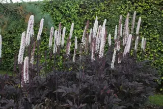 Cimicifuga simplex 'Satin Darkness'