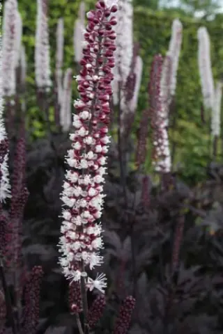 Cimicifuga simplex 'Satin Darkness'