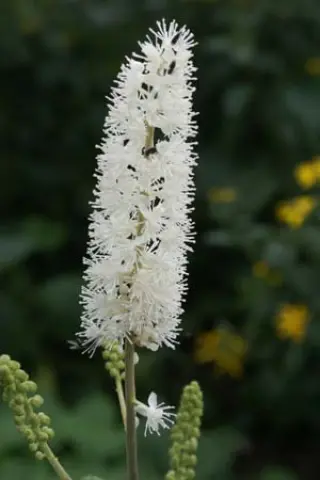 Cimicifuga simplex 'Scimitar'