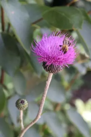 Cirsium canum