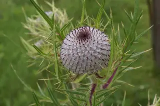 Cirsium erisithales
