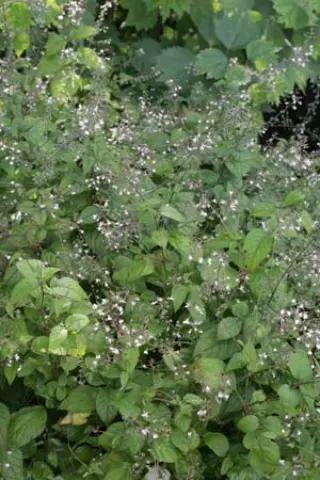 Circaea lutetiana