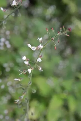 Circaea lutetiana