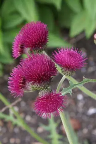 Cirsium rivulare 'Atropurpureum'