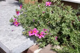 Cistus crispus