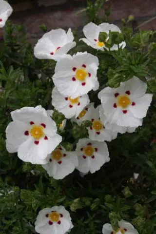 Cistus x dansereaui 'Decumbens'