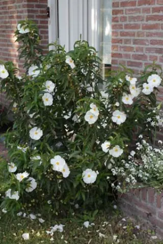 Cistus x laxus