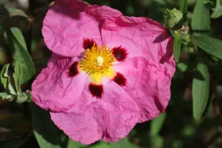 Cistus x purpureus