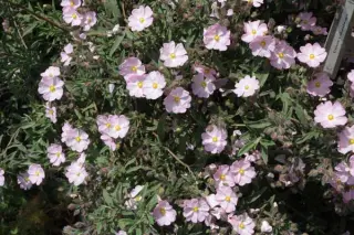Cistus x skanbergii