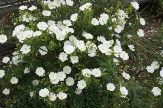 Cistus x verguinii
