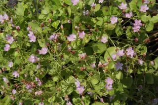 Claytonia sibirica (Montia sib.)