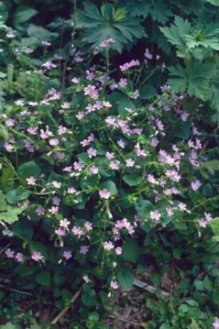 Claytonia sibirica (Montia sib.)