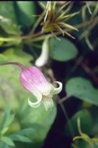 Clematis addisonii