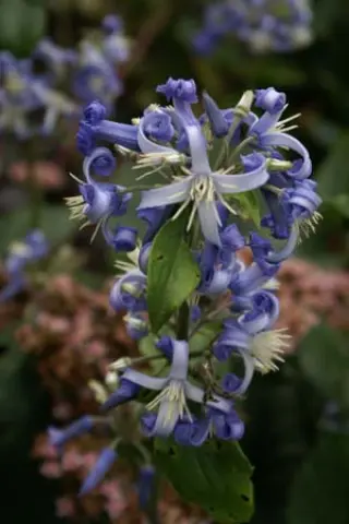 Clematis x bonstedtii 'Cote D'azur'