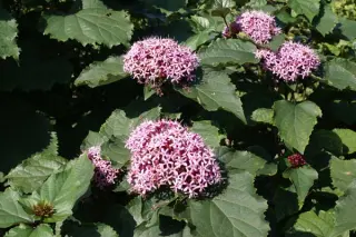 Clerodendrum bungei