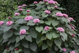 Clerodendrum bungei