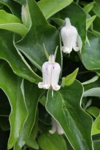 Clematis coactilis