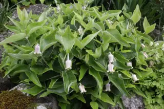 Clematis coactilis