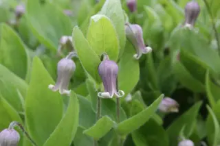 Clematis fremontii