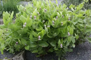 Clematis fremontii