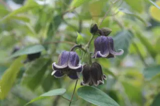 Clematis ianthina (fusca violacea)