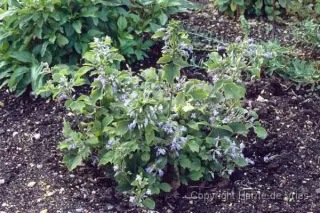 Clematis heracleifolia 'Blue Dwarf'