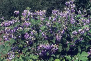 Clematis heracleifolia 'Cassandra'