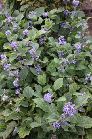 Clematis heracleifolia 'New Love'