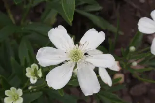Clematis hexapetala
