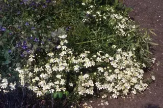Clematis hexapetala