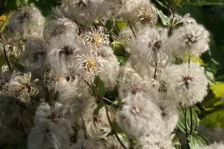 Clematis hexapetala