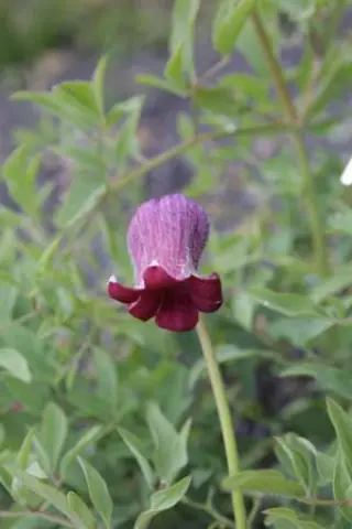 Clematis hirsutissima scottii