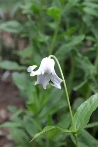 Clematis integrifolia 'Wit & Lichtblauw'