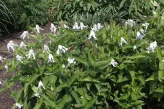 Clematis integrifolia 'Alba'
