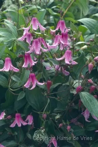 Clematis integrifolia 'Floris V '