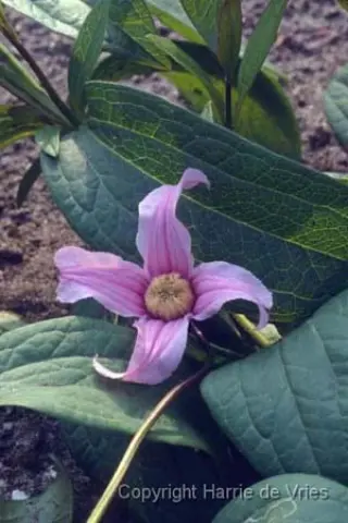 Clematis integrifolia 'Floris V '