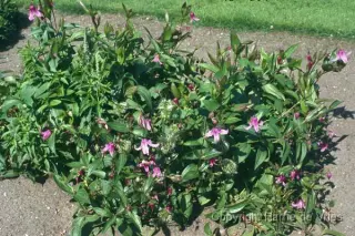 Clematis integrifolia 'Floris V '