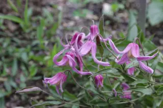 Clematis integrifolia 'Hanajima'