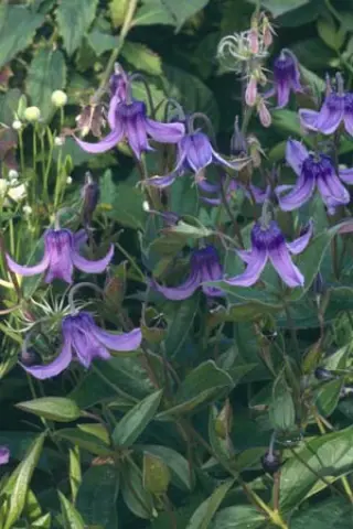 Clematis integrifolia (Mcdry Baikal)