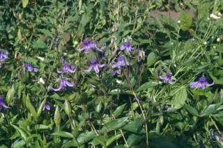 Clematis integrifolia (Mcdry Baikal)