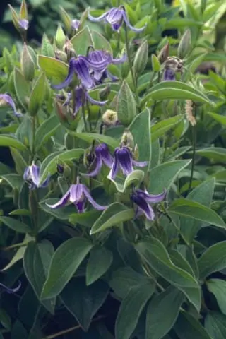 Clematis integrifolia 'Olgae'