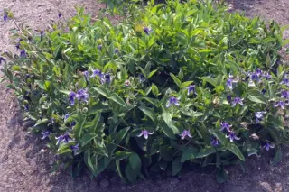 Clematis integrifolia 'Olgae'